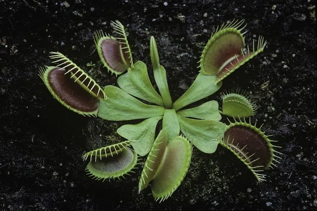 Scientists Crack Mystery of Speedy Venus Flytrap - Image 4