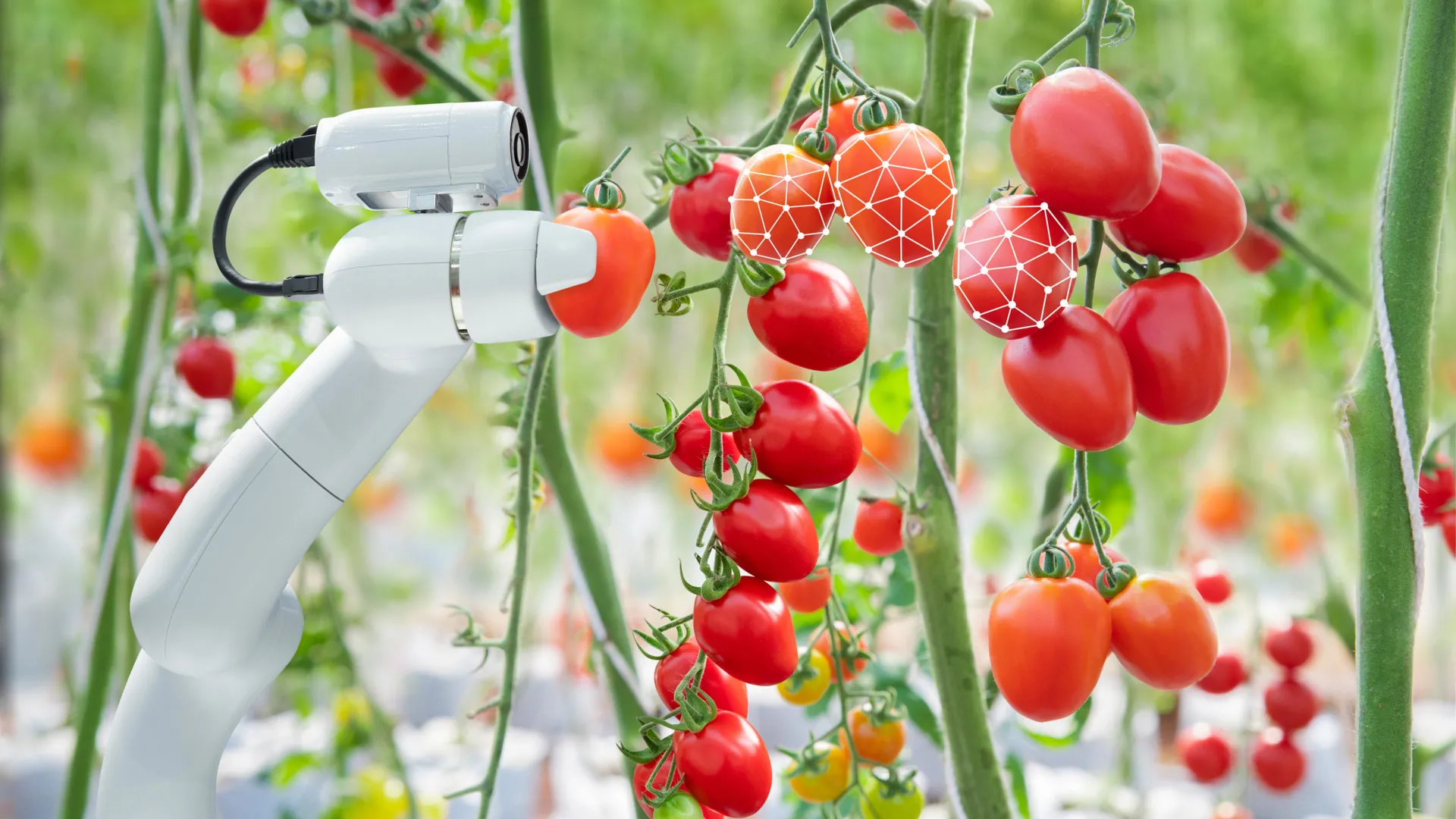 Robot Learns to Think Before Picking Tomatoes, Hits 81%