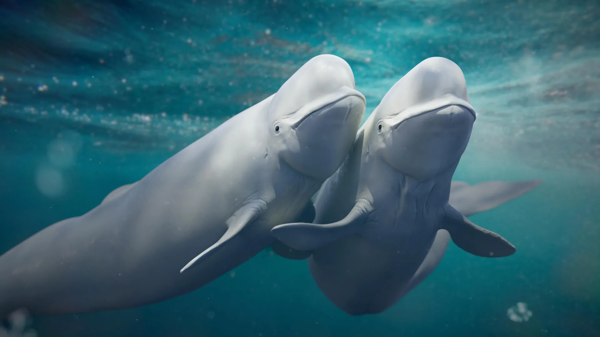 Beluga Whales Beat Inbreeding by Switching Mates for Life