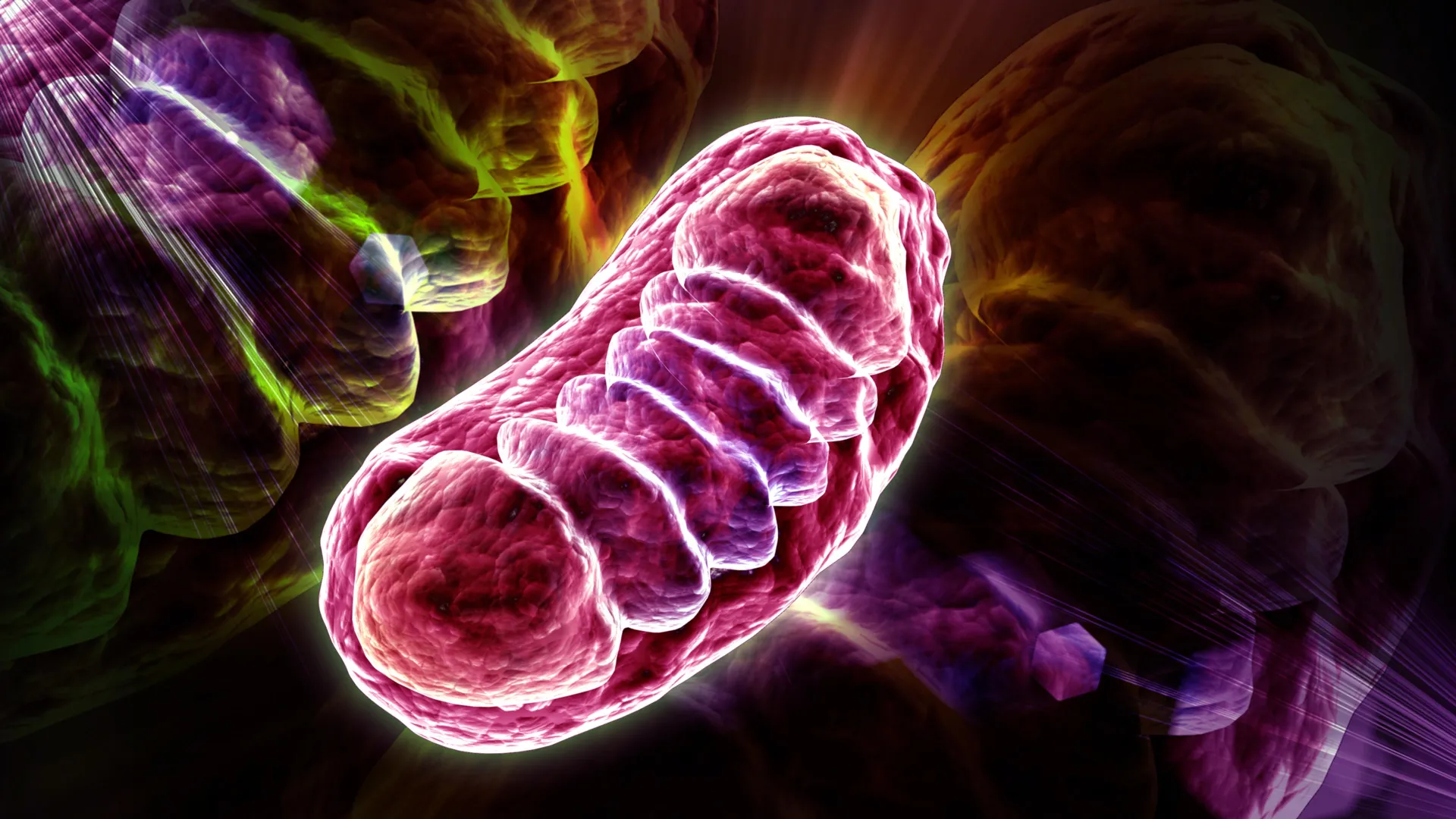 Colorful illustration of mitochondria inside a human cell with molecular transport pathways glowing
