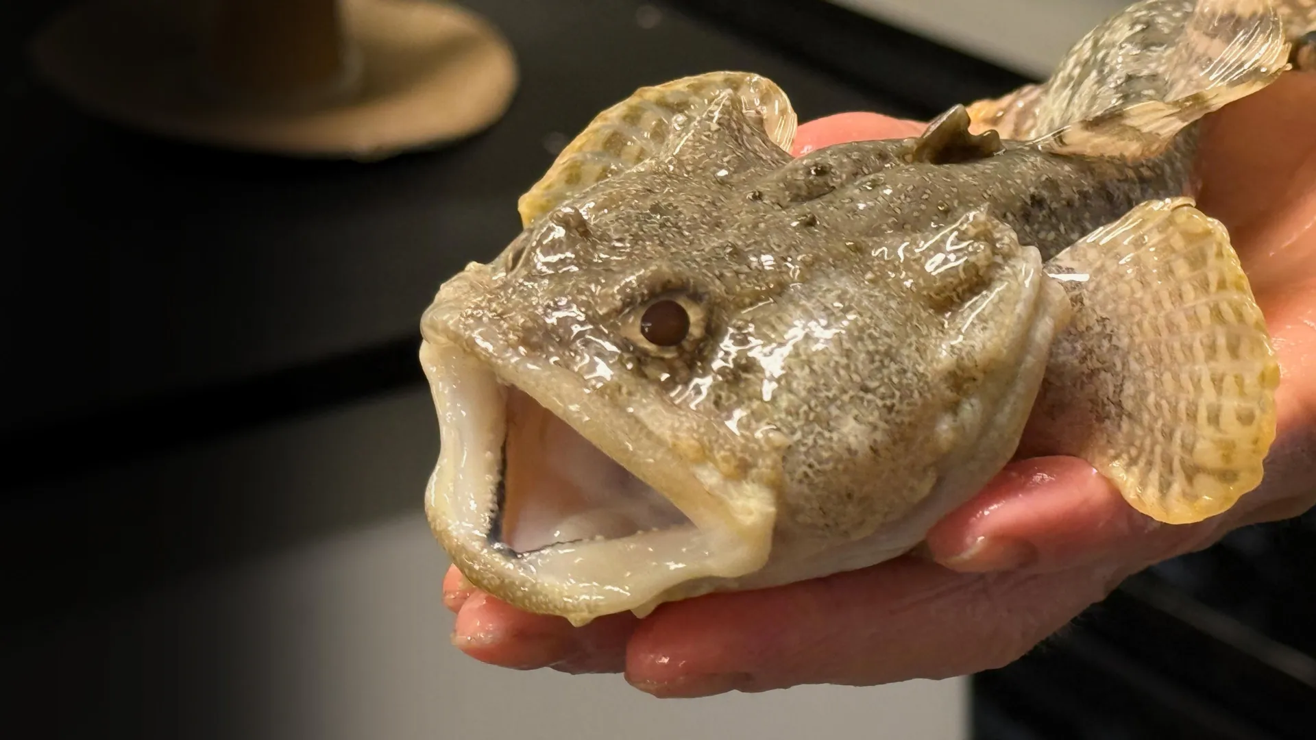 Tiny Fish Gut Bacteria May Help Oceans Store Carbon