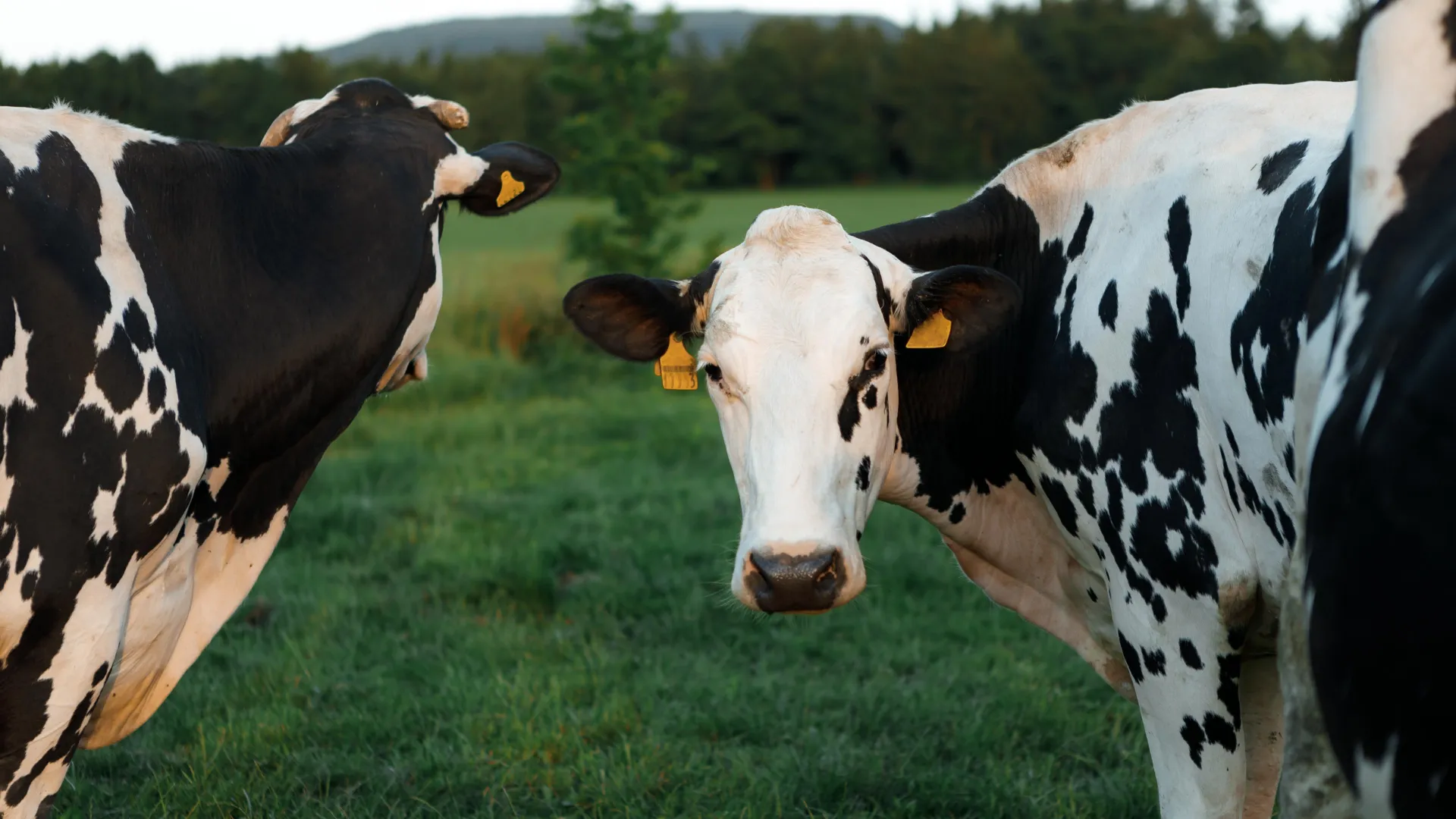 Dairy cows eating from feed trough on modern Michigan family farm operation
