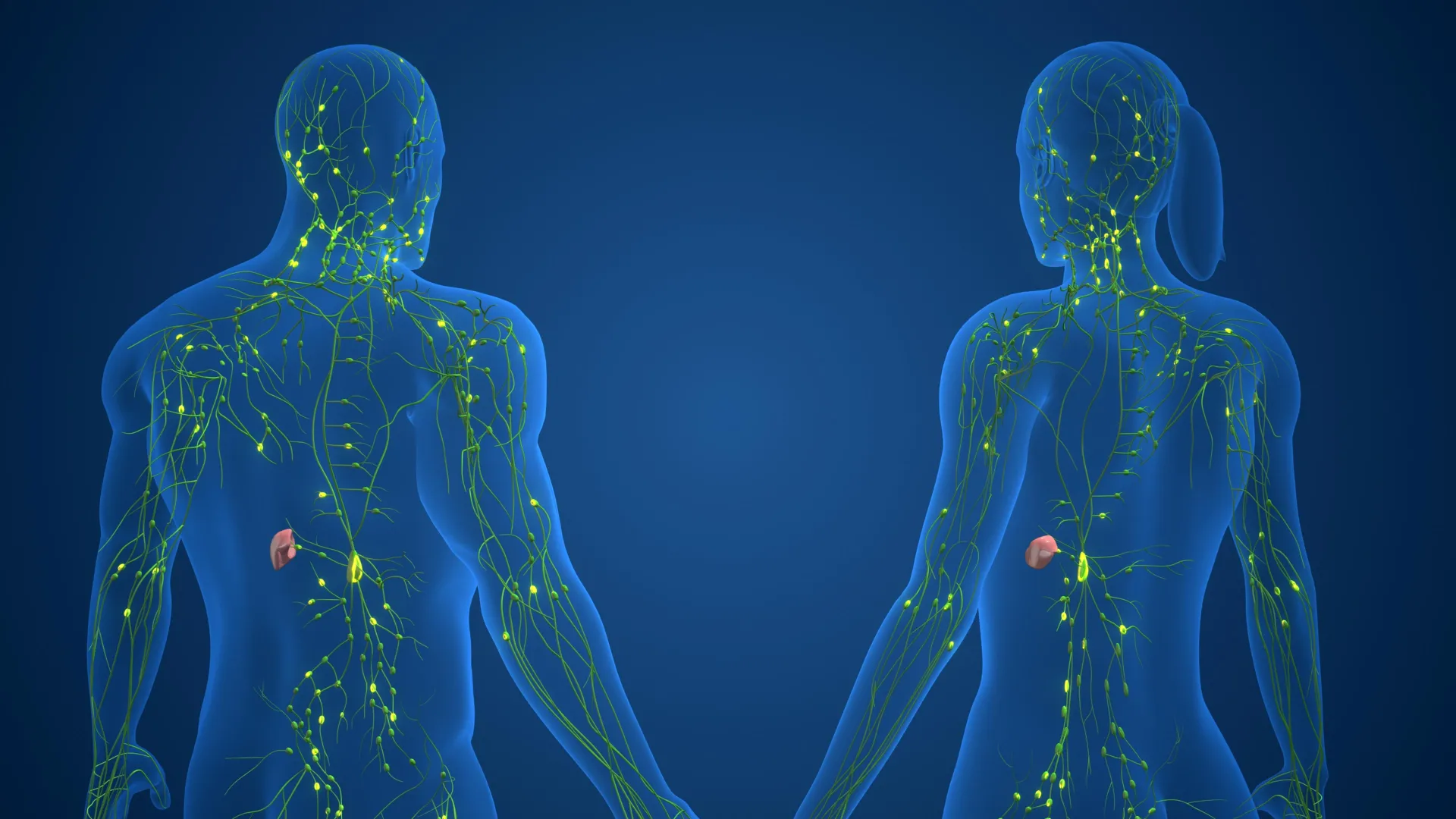 Scientist examining colorful genetic data visualization showing immune cell differences between sexes