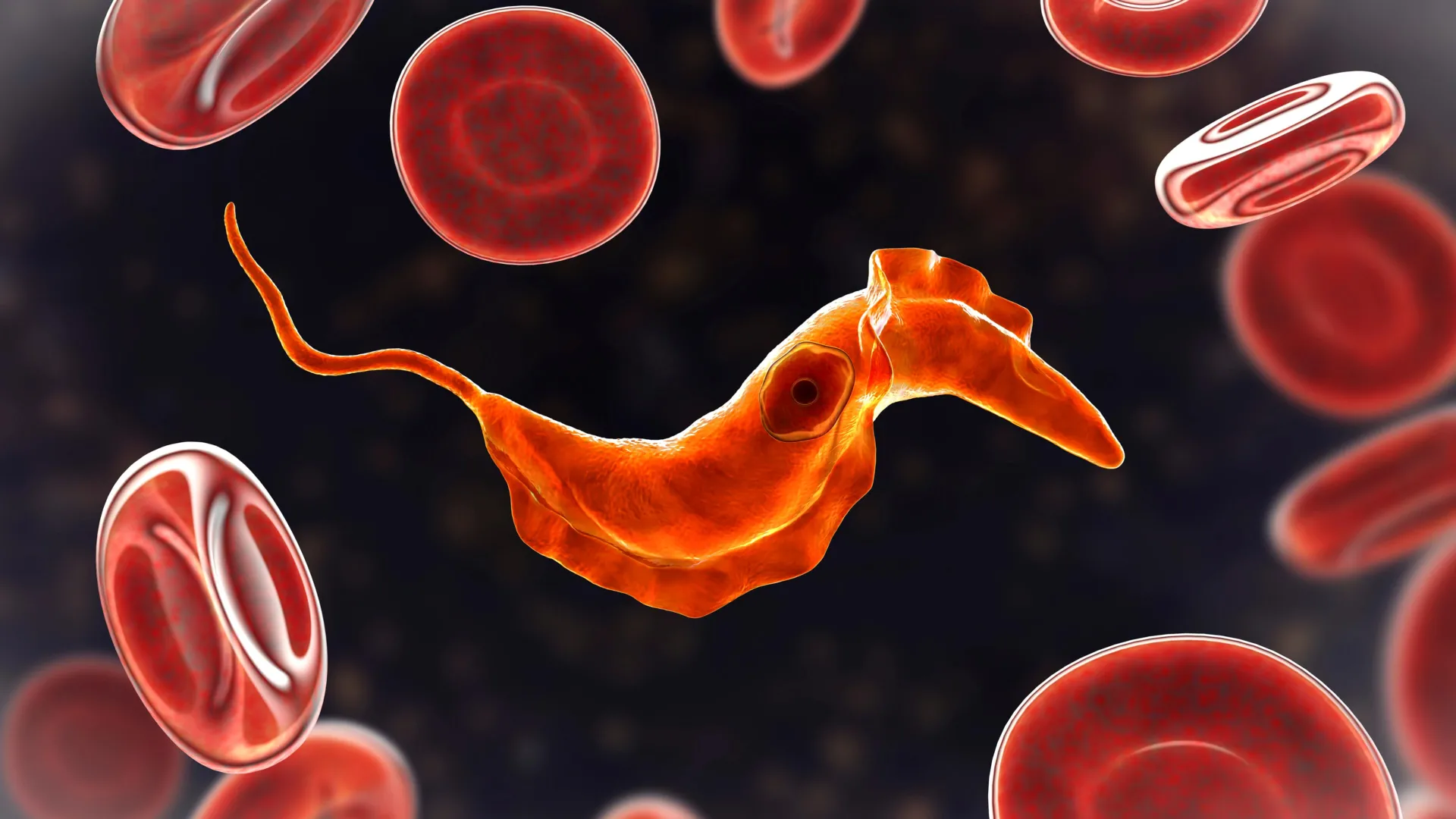 Your Blood Cells Trace Back 700 Million Years to Ancient Life