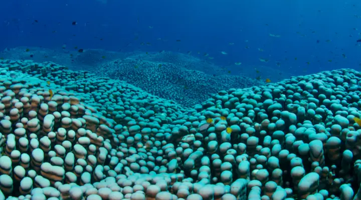 Mother-Daughter Divers Find World's Largest Coral Colony
