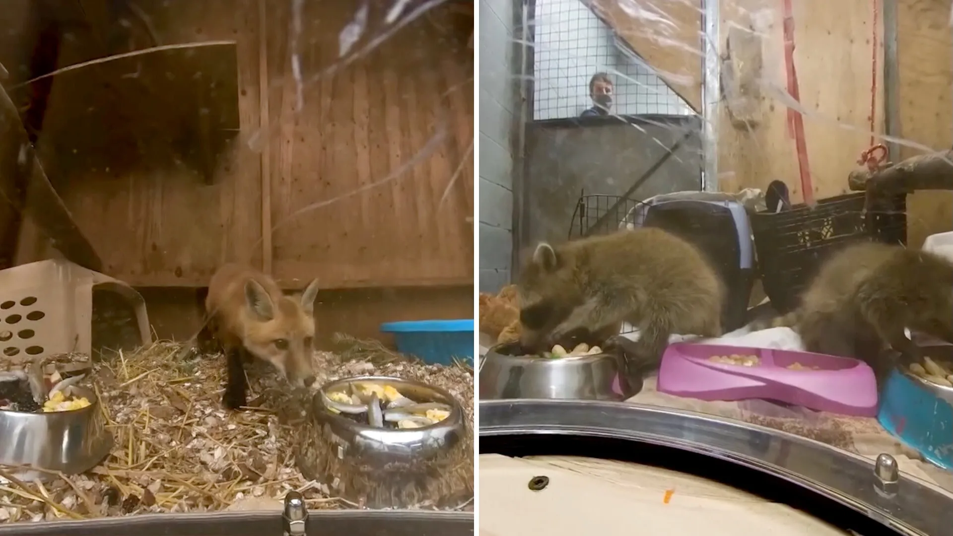 Toronto Wildlife Centre Shows How to Feed 100+ Wild Patients