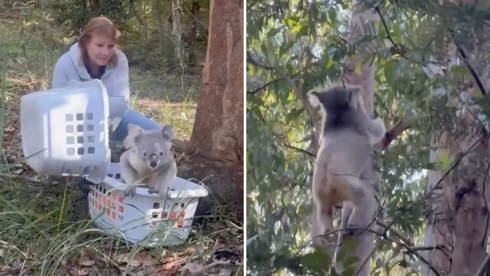 Koala Regains Vision After Car Strike, Returns to Wild