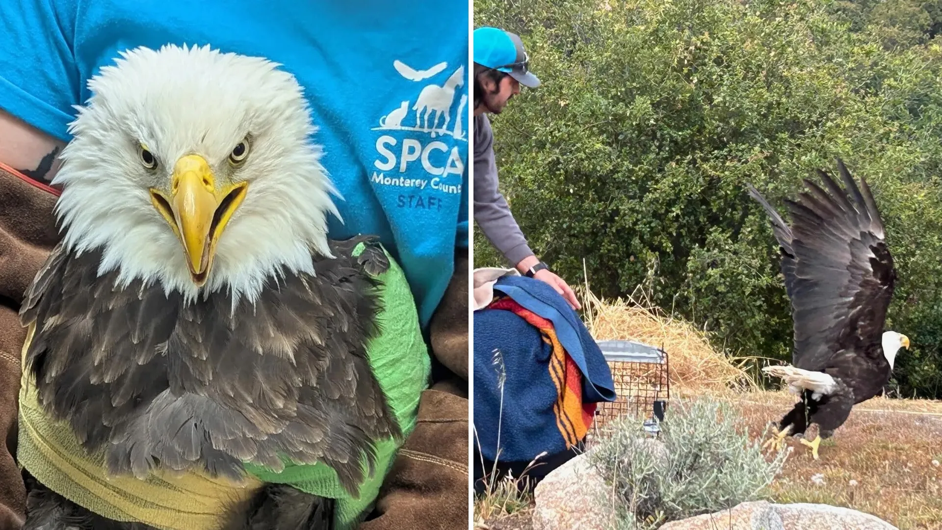 Rehabilitated bald eagle with outstretched wings soaring above California hills after recovery