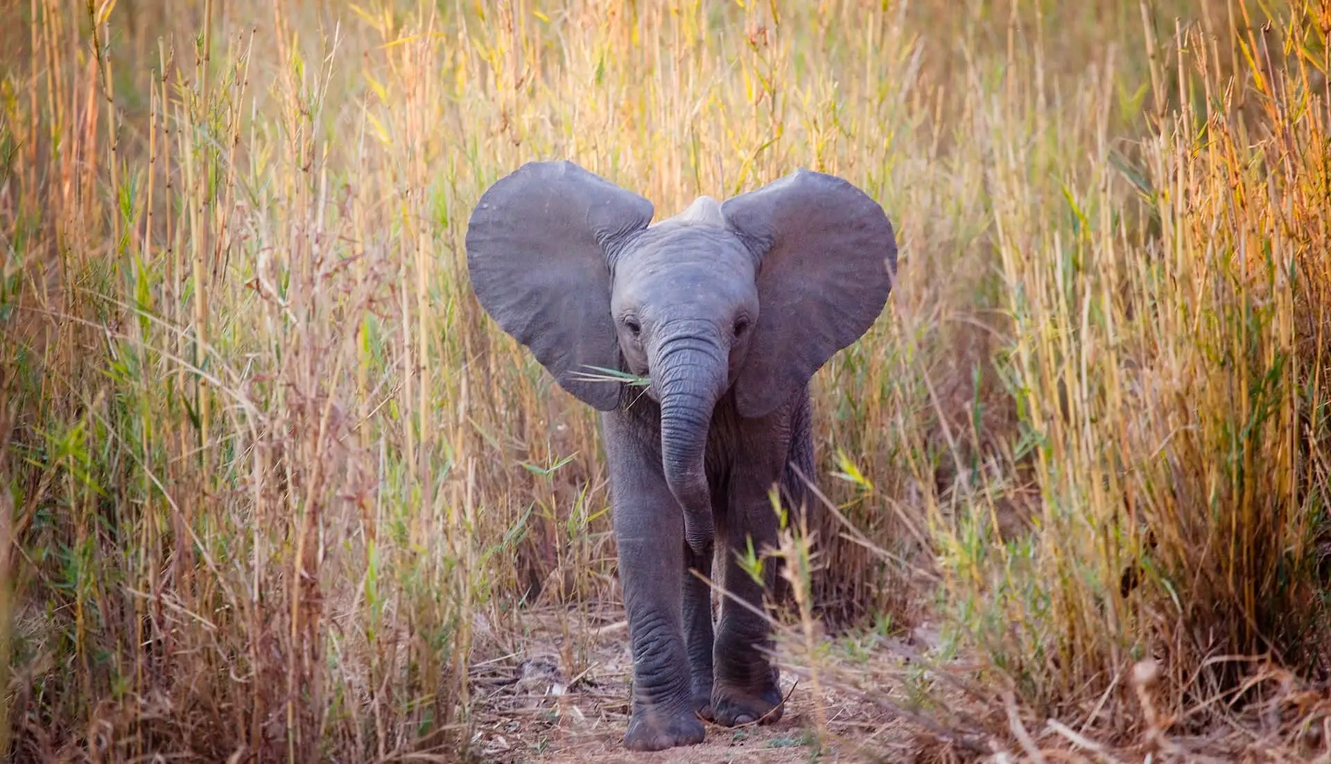 Young Elephant Serenget Rejoins Herd After Bullet Wound