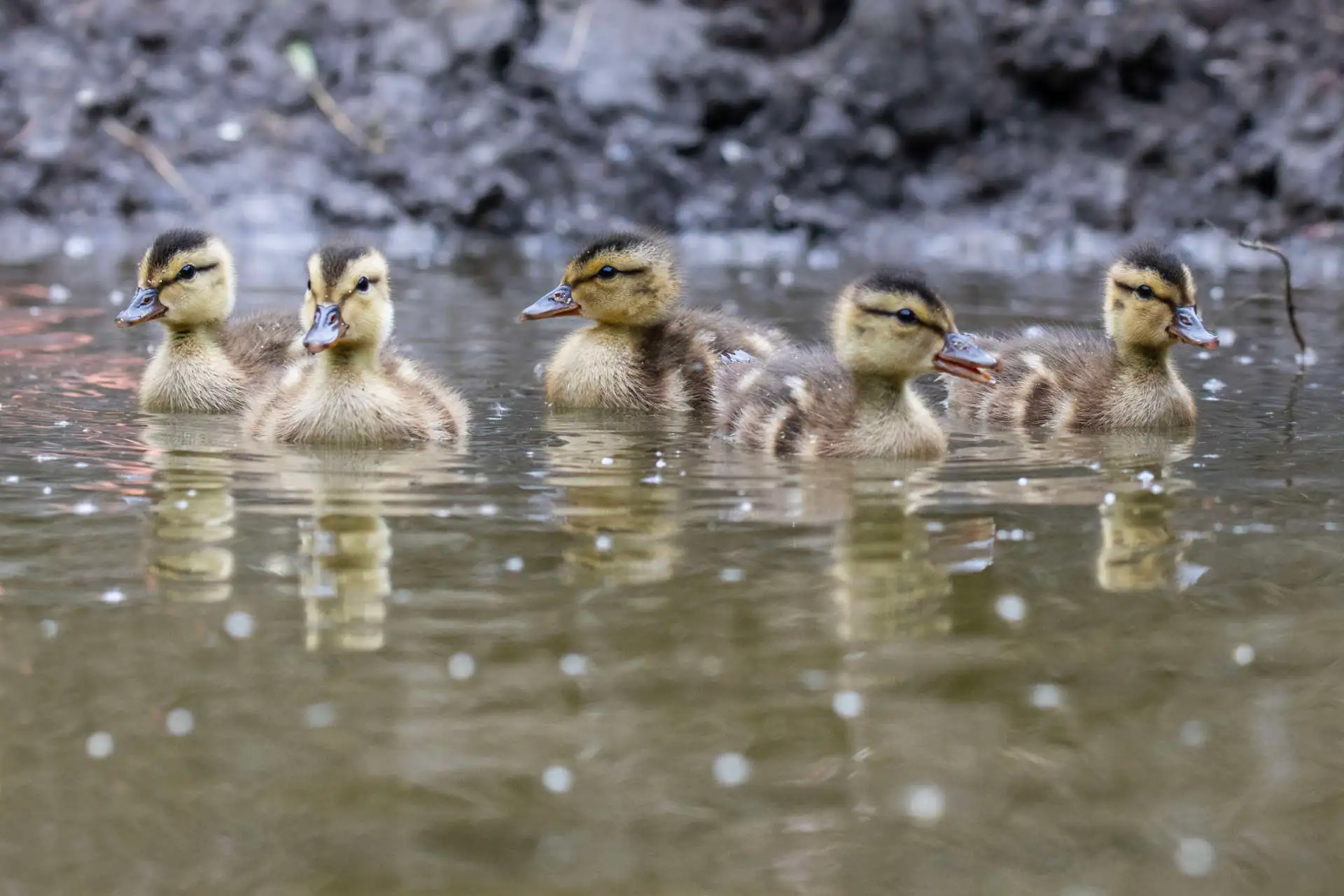 Firefighter Rescues 5 Ducklings From 30-Foot Storm Drain