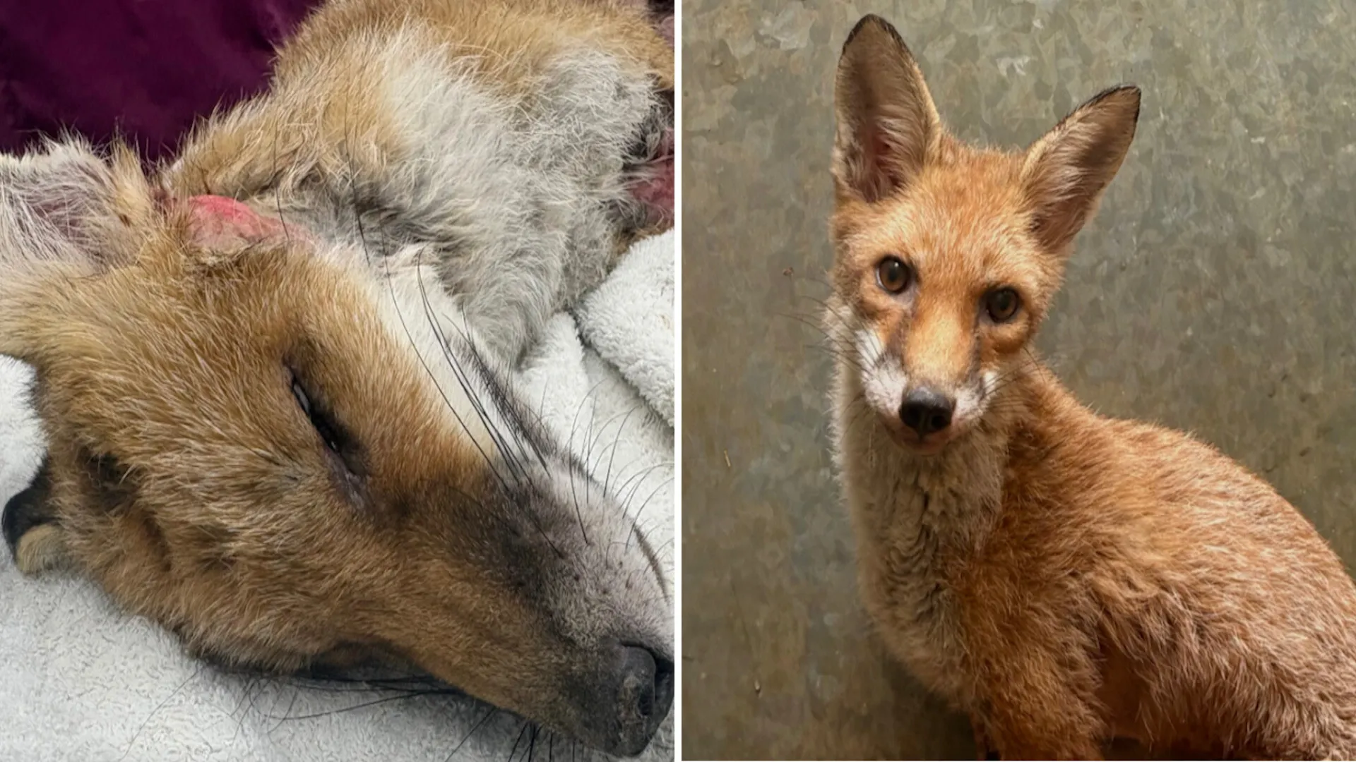 Fox Named Storm Recovers From Painful Skin Condition in UK