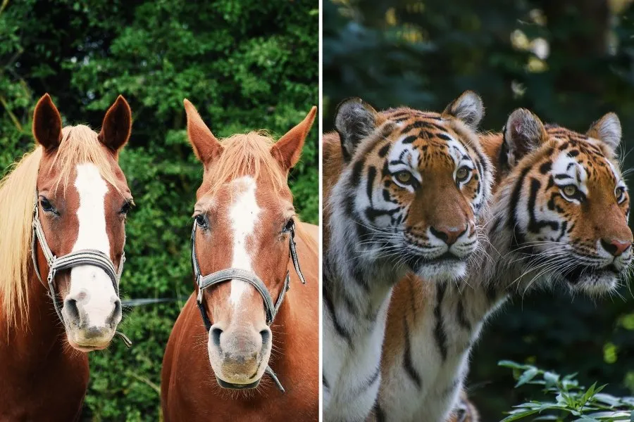 7 Wild Idioms Lost in Translation That'll Make You Smile