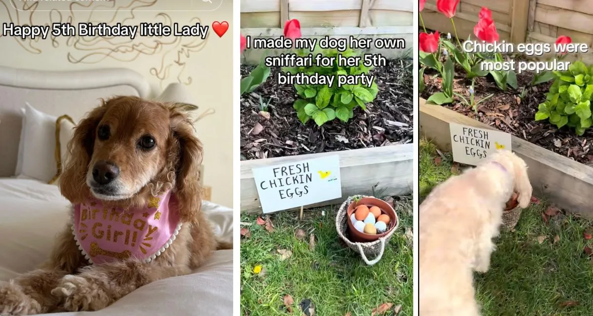 Dog's 5th Birthday 'Sniffari' Teaches Joy of Simple Gifts