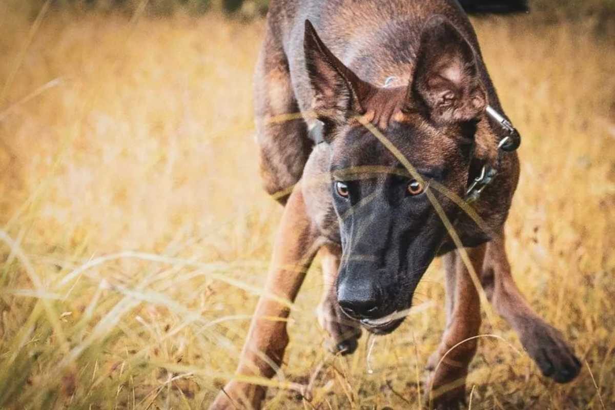 Belgian Malinois shepherd dog with alert triangular ears looking directly at camera
