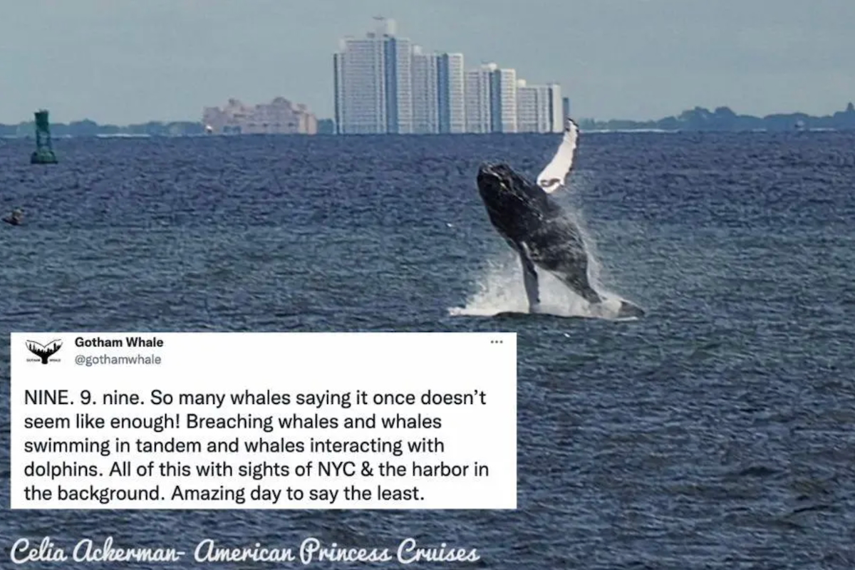 Humpback whale breaching in New York Harbor with Manhattan skyline in background