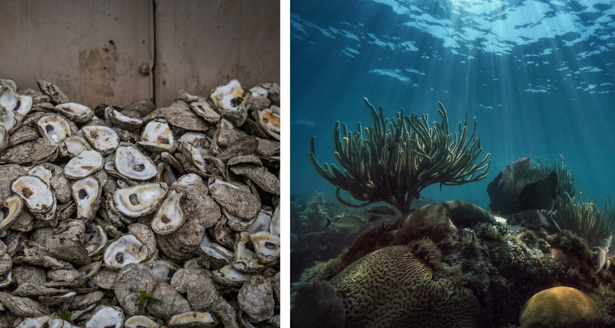 Florida Dumps 500K Tons of Shells, Revives Gulf Ecosystem