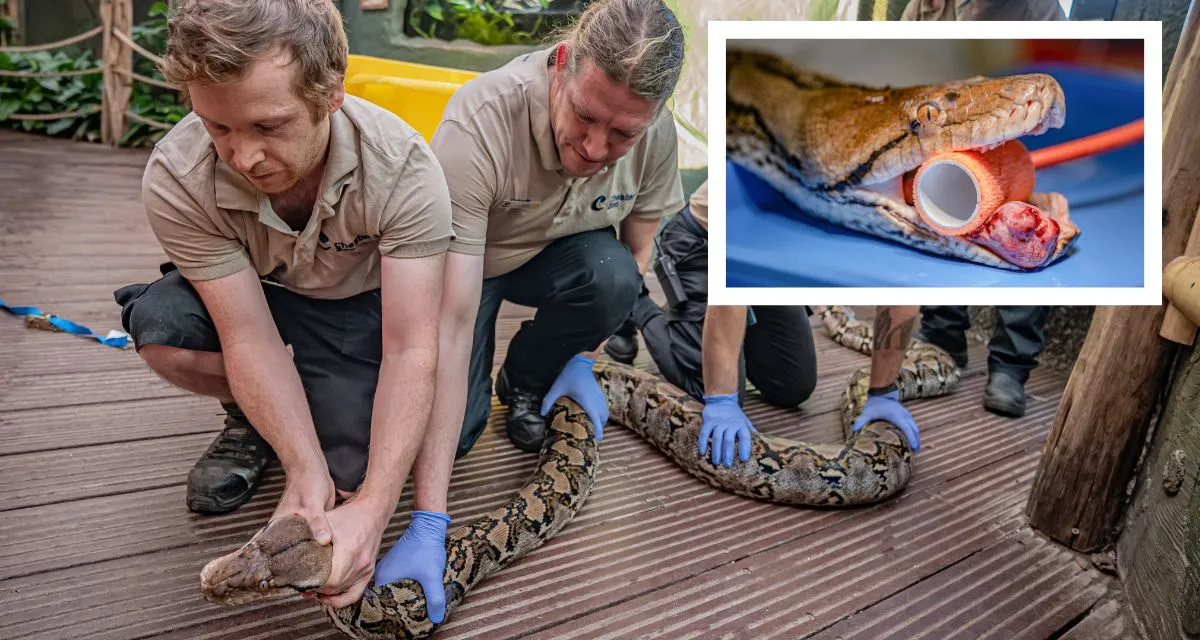 Large reticulated python being examined by veterinary staff at Chester Zoo in England
