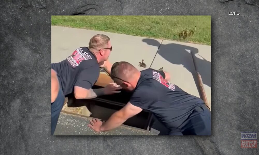 La Crosse Firefighters Save Ducklings From Storm Drain